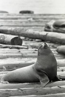 Sea lions on log booms on the Fraser River