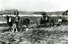 Horse-drawn ploughs at Colony Farm