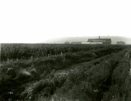 Corn field, with buildings in background (Colony Farm)