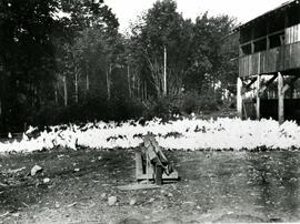 Chicken farm on Blue Mountain Road