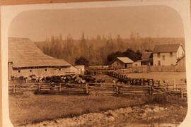 D. McLean's Dairy Farm Coquitlam B.C