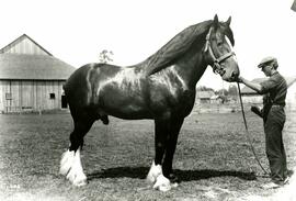 Unidentified Clydesdale horse, with handler (Colony Farm)