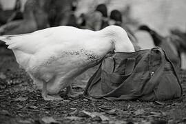 Curious goose at Como Lake Park