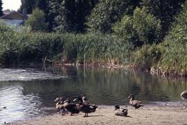 Ducks at Como Lake