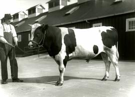 Unidentified bull with handler (Colony Farm)