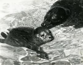 Sonja, a harbour seal