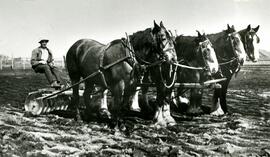 Bob Gardner and a four-horse plough at Colony Farm