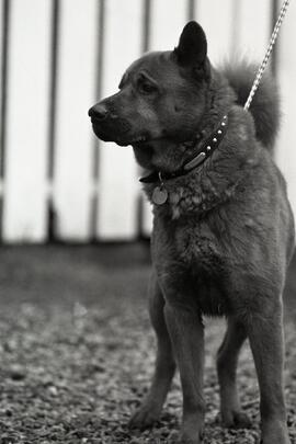 Coquitlam SPCA
