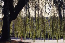 Weeping willow on the Riverview grounds