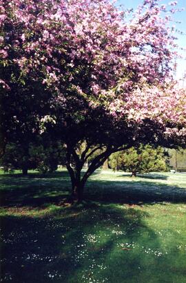 Flowering trees on the Riverview grounds