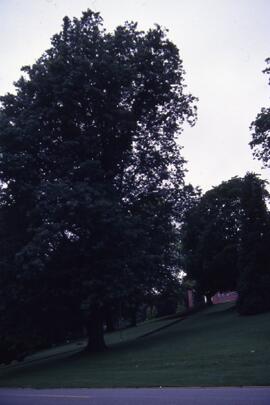 Tree on the Riverview grounds