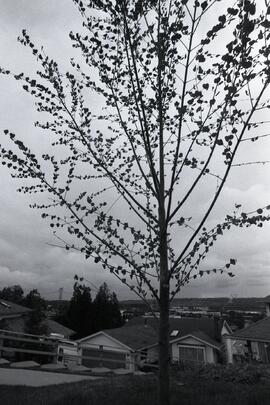Tree growing on Kaptey Avenue