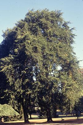 Tree on the Riverview grounds