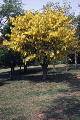 Golden chain tree on the Riverview grounds