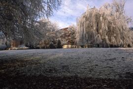 Weeping willow on the Riverview grounds