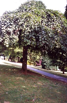 Tree on the Riverview grounds