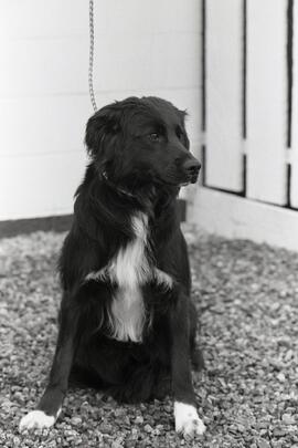Pet o'week, Foxy, one year old border collie.