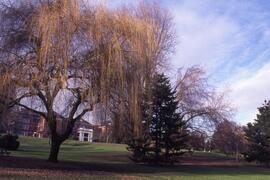 Weeping willow on the Riverview grounds