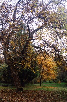 Riverview grounds in autumn