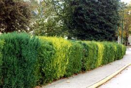 Box hedge on the Riverview grounds