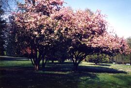 Flowering trees west of Crease