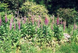 Foxgloves on the Riverview grounds
