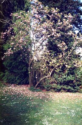 Flowering tree on the Riverview grounds