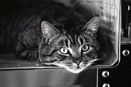 Pet of the week.