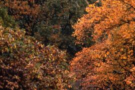 Riverview grounds in autumn