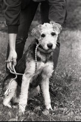 Pet of the week