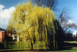 Weeping willow on the Riverview grounds