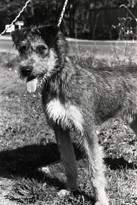 SPCA Pet of the Week