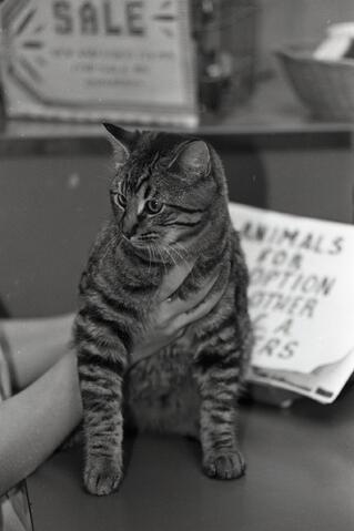 Open original Photographs and Documents