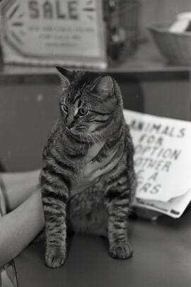 Pet o week. Scooter is a young adult male, domestic black and brown soft short hair tabby. He is extremely playful and affectionate.