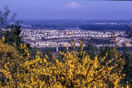 View of Coquitlam with Scotch broom