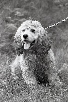 Looie, a 7-year old cocker spaniel and the Coquitlam SPCA's Pet of the Week