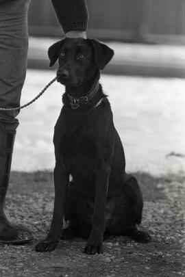 SPCA pet of the week