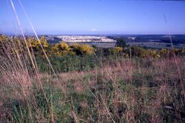 View of Coquitlam with Scotch broom