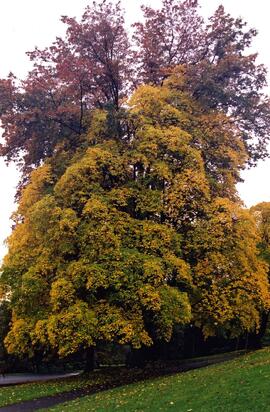 Riverview grounds in autumn
