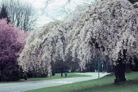 Weeping cherry tree on the Riverview grounds