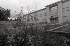 Photo of of weeds around Como Lake Junior Secondary School for a debate on herbicide use on school grounds