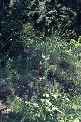 Finnie's Garden