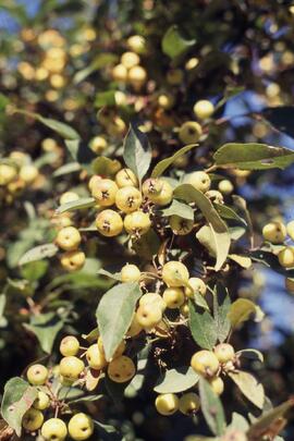 Berries on a tree on the Riverview grounds