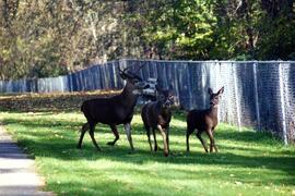 Deer on the Riverview grounds