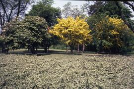 May tree on the Riverview grounds