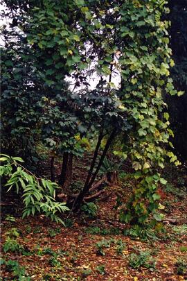 Riverview grounds in autumn