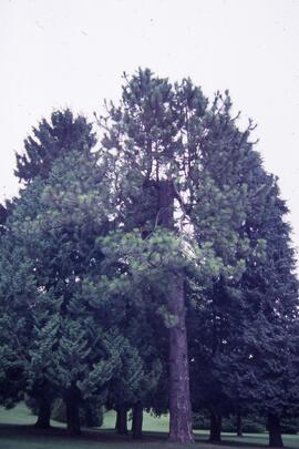 Black pine, Scots pine, Japanese false cypress on the Riverview grounds