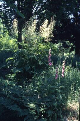 Finnie's Garden