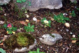 Flower bed on the Riverview grounds