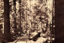 Railway in a forest with people